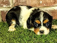 Molly, a female Cavalier King Charles Spaniel for sale in Clark, MO – 7 of 10