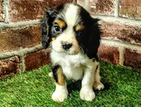 Willie AKC , a male Cavalier King Charles Spaniel for sale in Clark, MO – 3 of 10