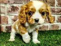 Rocky AKC , a male Cavalier King Charles Spaniel for sale in Clark, MO – 10 of 10