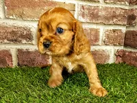 Rocco , a male Cavalier King Charles Spaniel for sale in Clark, MO – 9 of 10