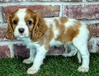 Jake, a male Cavalier King Charles Spaniel for sale in Clark, MO – 4 of 10