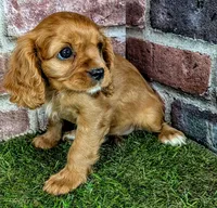 Anna, a female Cavalier King Charles Spaniel for sale in Clark, MO – 6 of 9