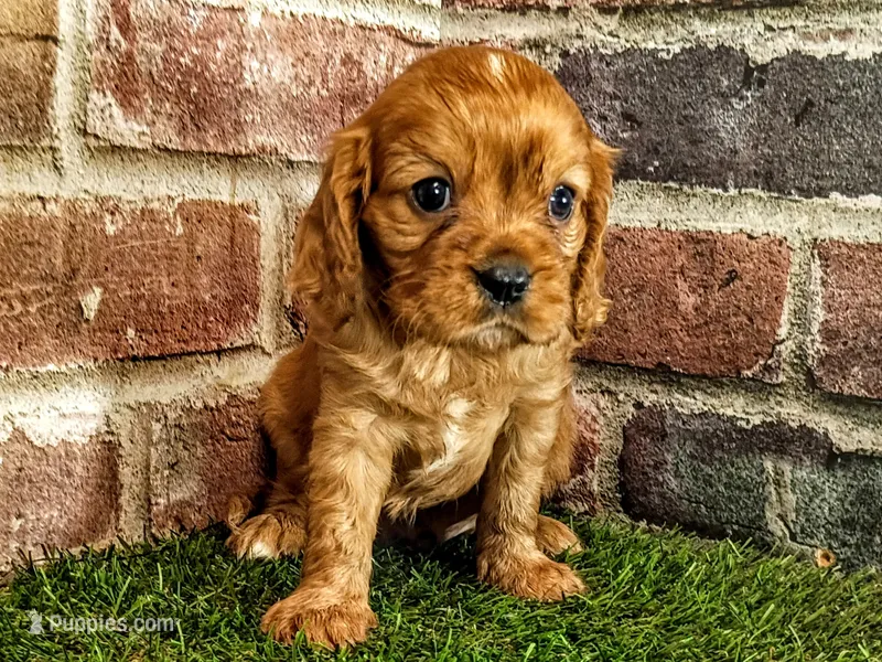 Rocco  – Cavalier King Charles Spaniel puppy for sale in Clark, MO