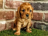 Rocco , a male Cavalier King Charles Spaniel for sale in Clark, MO – 1 of 10