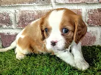 Milo, a male Cavalier King Charles Spaniel for sale in Clark, MO – 6 of 7