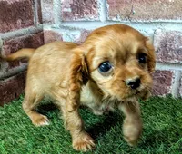 Cherry , a female Cavalier King Charles Spaniel for sale in Clark, MO – 6 of 10