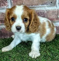 Jake, a male Cavalier King Charles Spaniel for sale in Clark, MO – 7 of 10