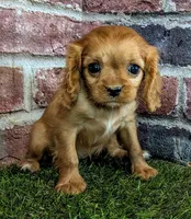 Cherry , a female Cavalier King Charles Spaniel for sale in Clark, MO – 7 of 10