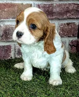 Ruger AKC registration , a male Cavalier King Charles Spaniel for sale in Clark, MO – 3 of 10