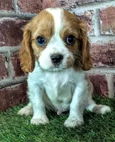 Rocky , a male Cavalier King Charles Spaniel for sale in Clark, MO – 7 of 10