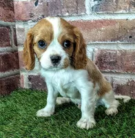 Rocky , a male Cavalier King Charles Spaniel for sale in Clark, MO – 5 of 10