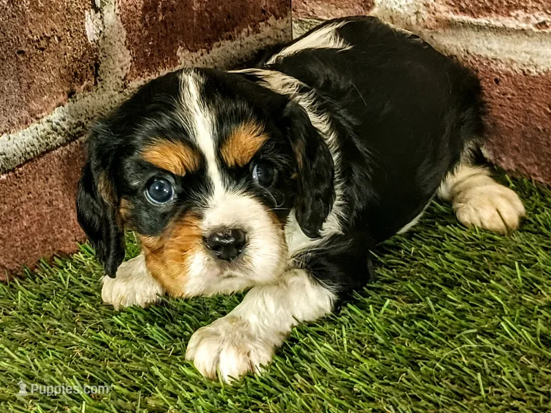 Molly – Cavalier King Charles Spaniel puppy for sale in Clark, MO