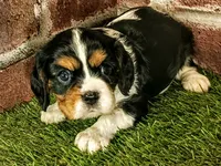 Molly, a female Cavalier King Charles Spaniel for sale in Clark, MO – 1 of 10
