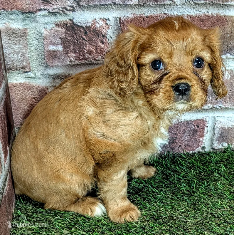 Rusty AKC registration  – Cavalier King Charles Spaniel puppy for sale in Clark, MO