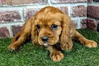Rocco, a male Cavalier King Charles Spaniel for sale in Clark, MO – 4 of 10