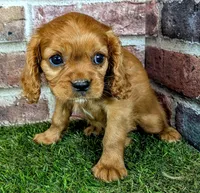Rose, a female Cavalier King Charles Spaniel for sale in Clark, MO – 7 of 10