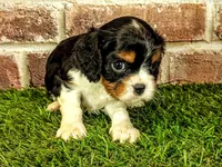 Hank AKC registration , a male Cavalier King Charles Spaniel for sale in Clark, MO – 4 of 8