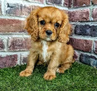 Leah, a female Cavalier King Charles Spaniel for sale in Clark, MO – 10 of 10