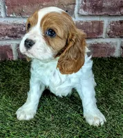 Ruger AKC registration , a male Cavalier King Charles Spaniel for sale in Clark, MO – 8 of 10