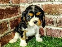 Tucker AKC , a male Cavalier King Charles Spaniel for sale in Clark, MO – 10 of 10