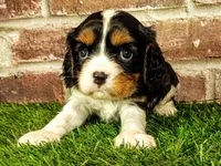Toby, a male Cavalier King Charles Spaniel for sale in Clark, MO – 5 of 10