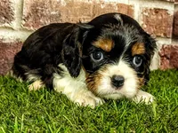 Hank AKC registration , a male Cavalier King Charles Spaniel for sale in Clark, MO – 8 of 8