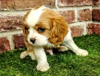 Finn, a male Cavalier King Charles Spaniel for sale in Clark, MO – Photo 8 of 9