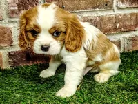 Finn, a male Cavalier King Charles Spaniel for sale in Clark, MO – Photo 3 of 9
