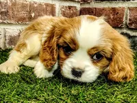 Finn, a male Cavalier King Charles Spaniel for sale in Clark, MO – Photo 2 of 9