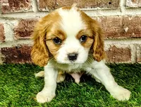 Finn, a male Cavalier King Charles Spaniel for sale in Clark, MO – Photo 4 of 9