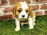 Finn, a male Cavalier King Charles Spaniel for sale in Clark, MO – Photo 7 of 9
