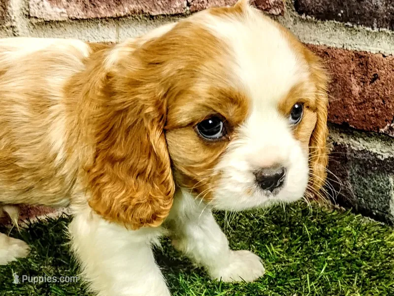 Finn, a male Cavalier King Charles Spaniel for sale in Clark, MO – Photo 1 of 9