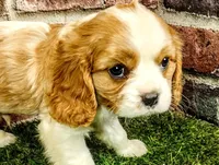 Finn, a male Cavalier King Charles Spaniel for sale in Clark, MO – Photo 1 of 9