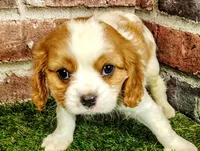 Finn, a male Cavalier King Charles Spaniel for sale in Clark, MO – Photo 5 of 9