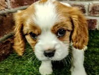 Finn, a male Cavalier King Charles Spaniel for sale in Clark, MO – Photo 9 of 9