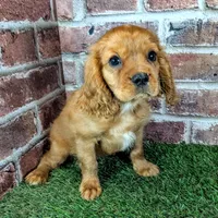 Rocco, a male Cavalier King Charles Spaniel for sale in Clark, MO – 6 of 10