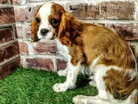 Johnny AKC , a male Cavalier King Charles Spaniel for sale in Clark, MO – 3 of 10