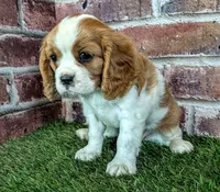 Penny , a female Cavalier King Charles Spaniel for sale in Clark, MO – 6 of 10