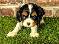 Toby, a male Cavalier King Charles Spaniel for sale in Clark, MO – 7 of 10