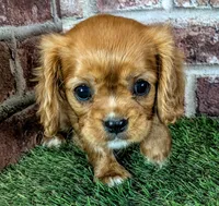 Rosie , a female Cavalier King Charles Spaniel for sale in Clark, MO – 2 of 9