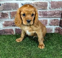 Rocco, a male Cavalier King Charles Spaniel for sale in Clark, MO – 8 of 10