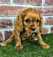Anna, a female Cavalier King Charles Spaniel for sale in Clark, MO – 9 of 9