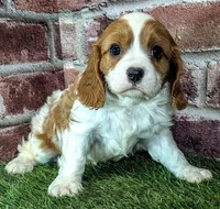 Ruger AKC registration , a male Cavalier King Charles Spaniel for sale in Clark, MO – 5 of 10