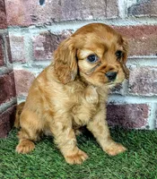 Cash AKC registration , a male Cavalier King Charles Spaniel for sale in Clark, MO – 9 of 10