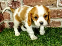 Max AKC , a male Cavalier King Charles Spaniel for sale in Clark, MO – 7 of 10