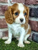 Jake, a male Cavalier King Charles Spaniel for sale in Clark, MO – 8 of 10