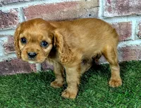 Rose, a female Cavalier King Charles Spaniel for sale in Clark, MO – 2 of 10