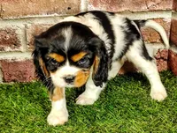 Tucker AKC , a male Cavalier King Charles Spaniel for sale in Clark, MO – 4 of 10