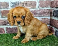 Leah, a female Cavalier King Charles Spaniel for sale in Clark, MO – 4 of 10