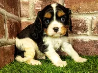 Toby, a male Cavalier King Charles Spaniel for sale in Clark, MO – 4 of 10